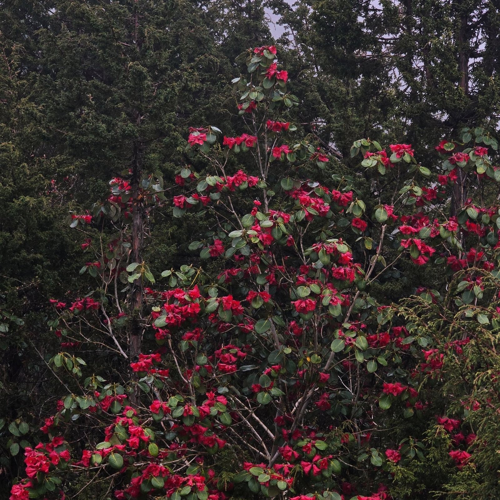 Rhododendron blooming in the Himalaya