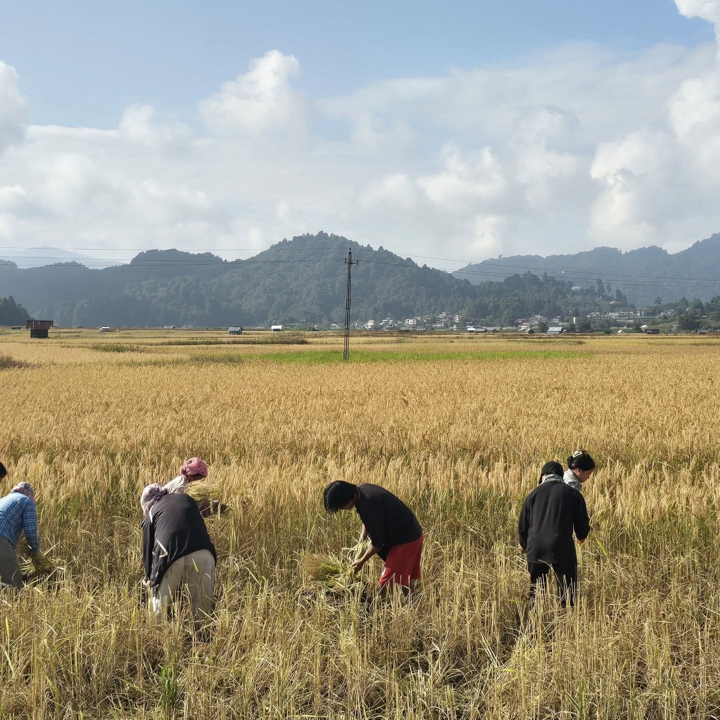 Golden paddy fields of Ziro Valley, home of the Apatani tribe, Arunachal Pradesh